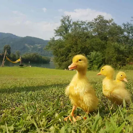 Brvnara Drina Wooden House Drina Drlace